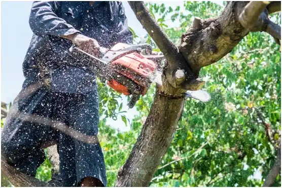 tree services Moab